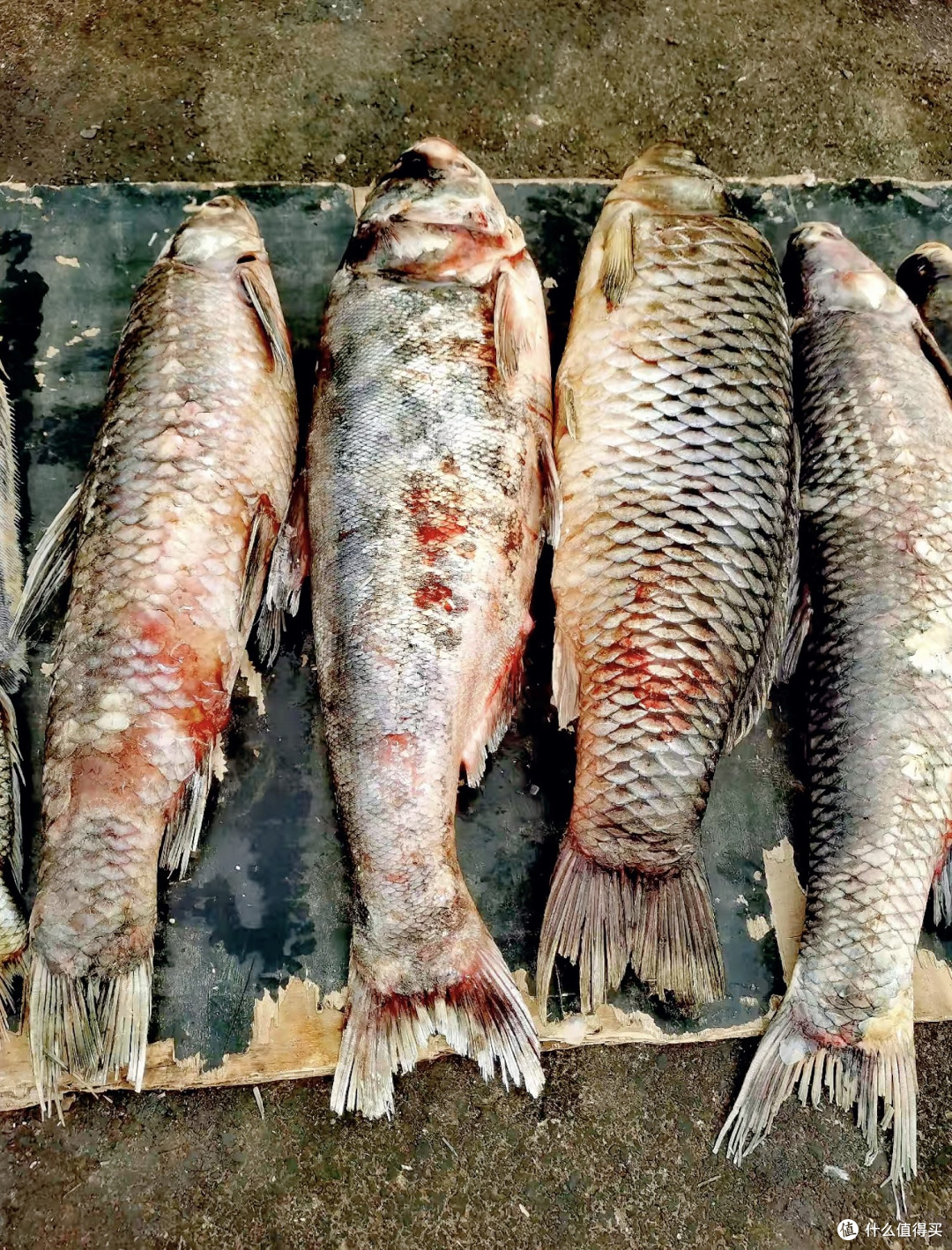 团圆年味食烟火:逛趟菜市场,把“年味”揣满兜!
