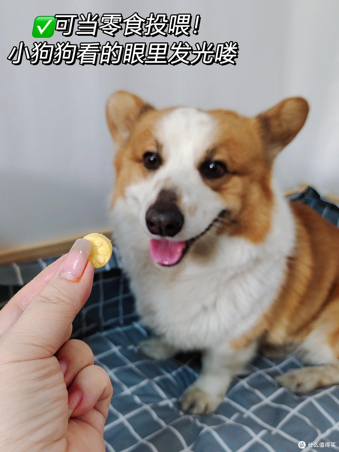 春日宠物护肤全攻略