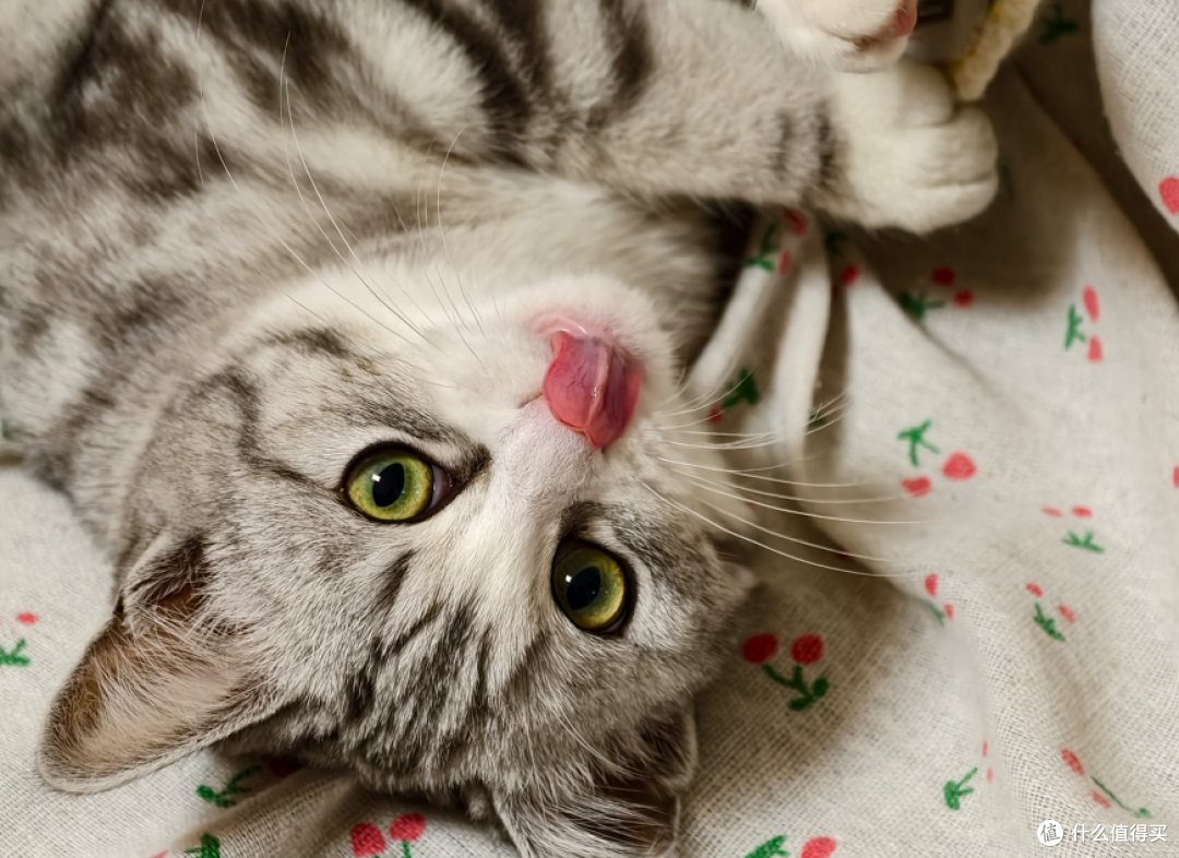 汤圆小猫咪