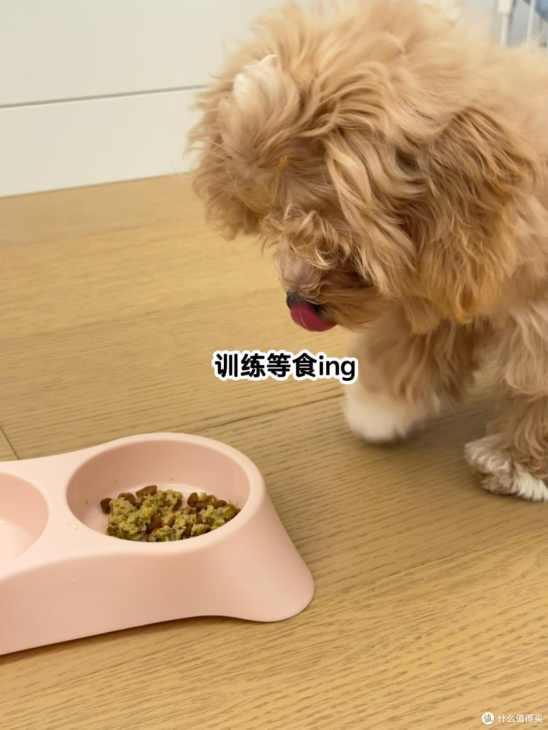 春日宠物护肤全攻略