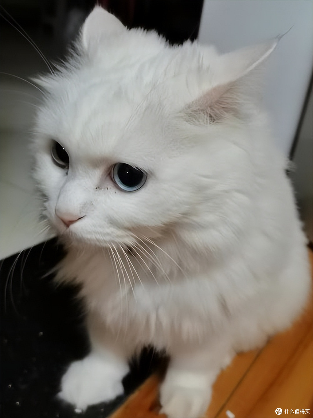 警惕劣质猫粮!2026 年315猫粮安全指南,靠谱猫粮排行榜