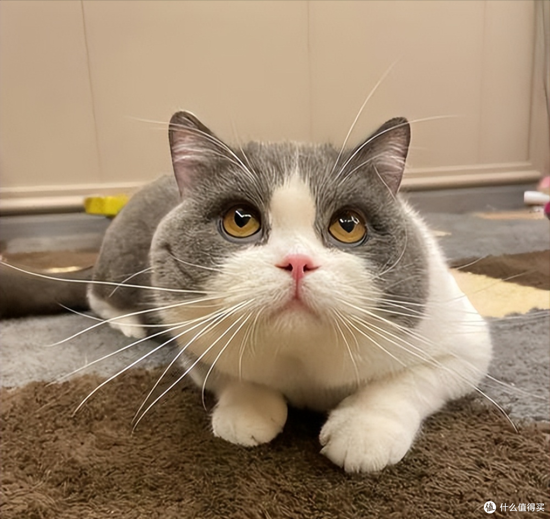 警惕劣质猫粮!2026 年315猫粮安全指南,靠谱猫粮排行榜