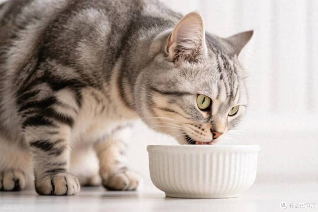 警惕劣质猫粮!2026 年315猫粮安全指南,靠谱猫粮排行榜