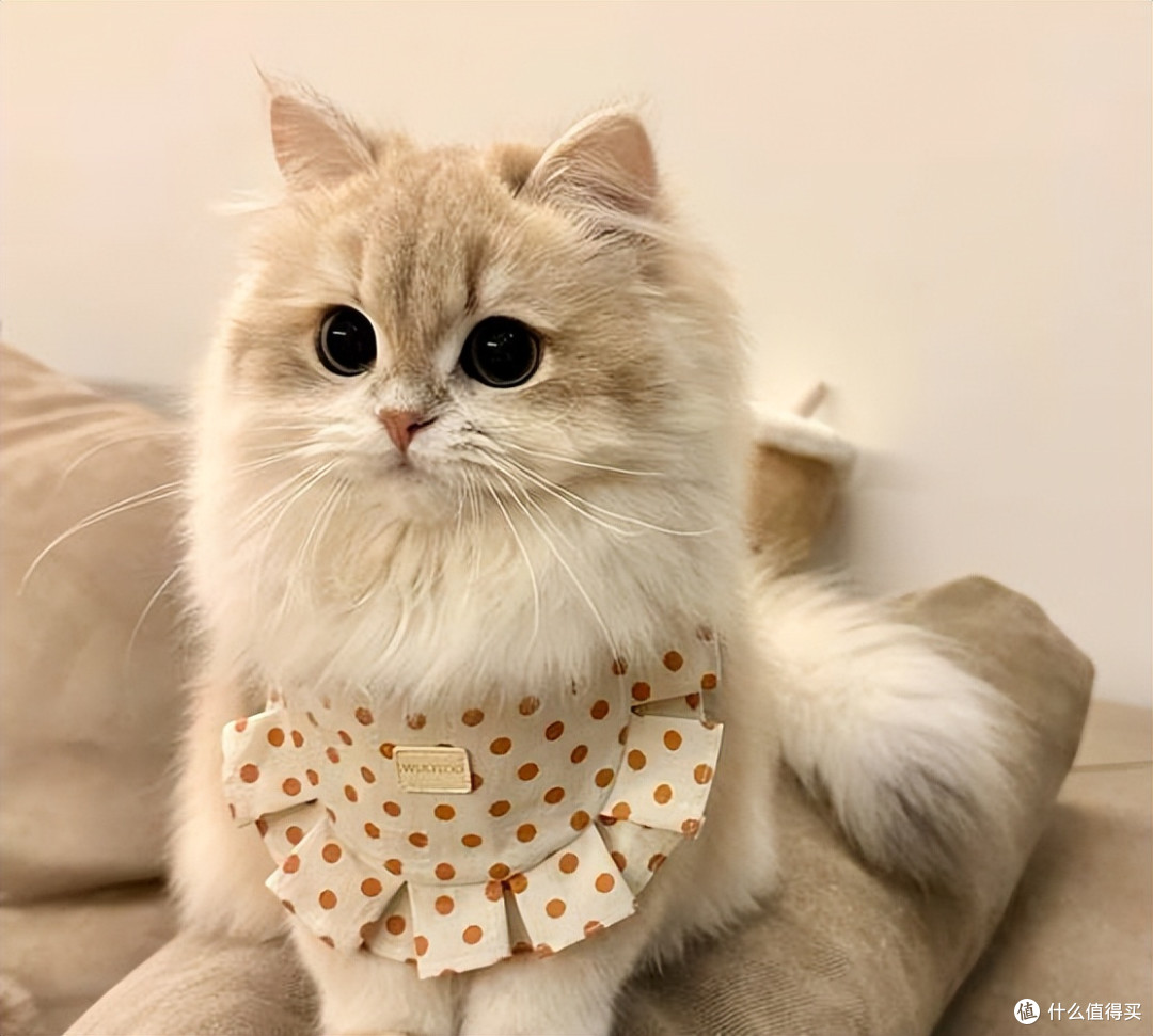 警惕劣质猫粮!2026 年315猫粮安全指南,靠谱猫粮排行榜