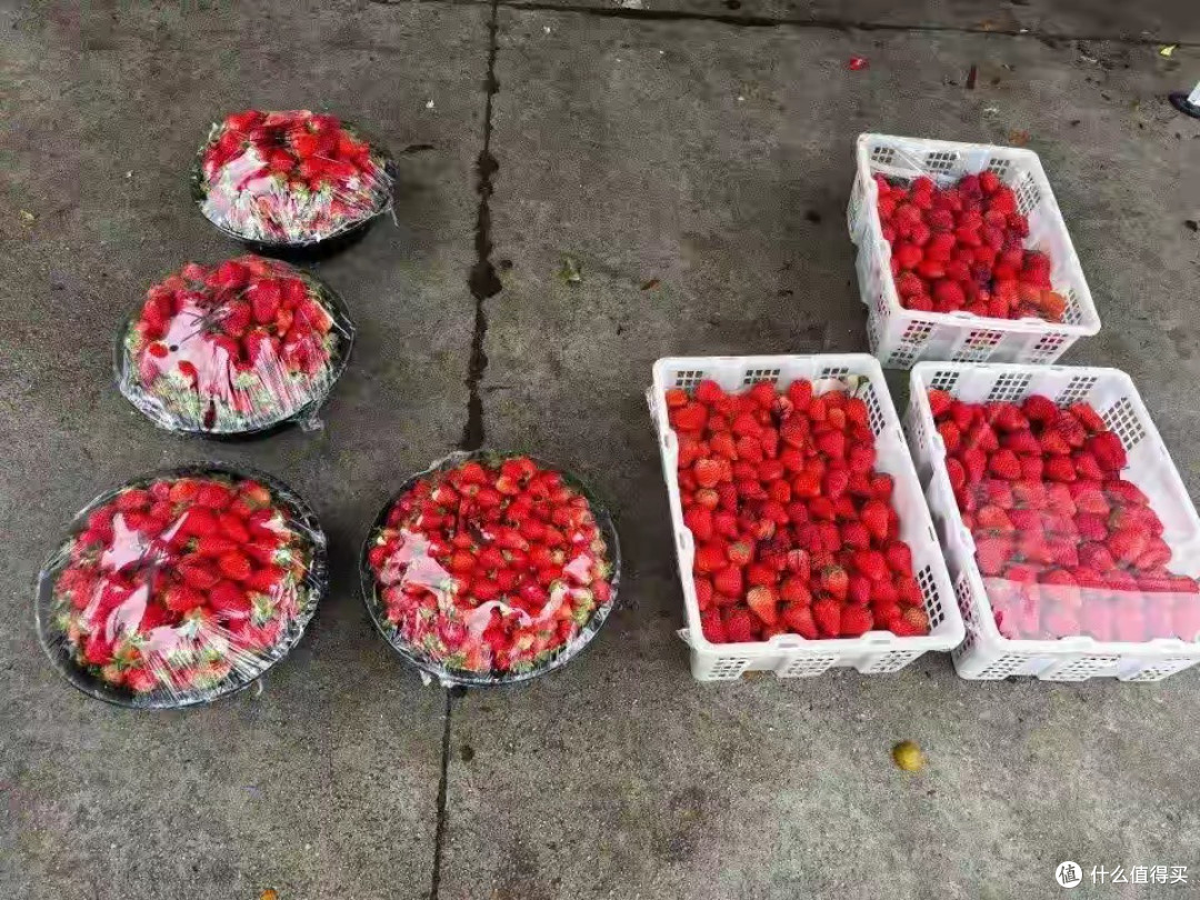 武汉草莓跌出“白菜价”1元1斤,阴雨天导致果农受损,含泪甩卖