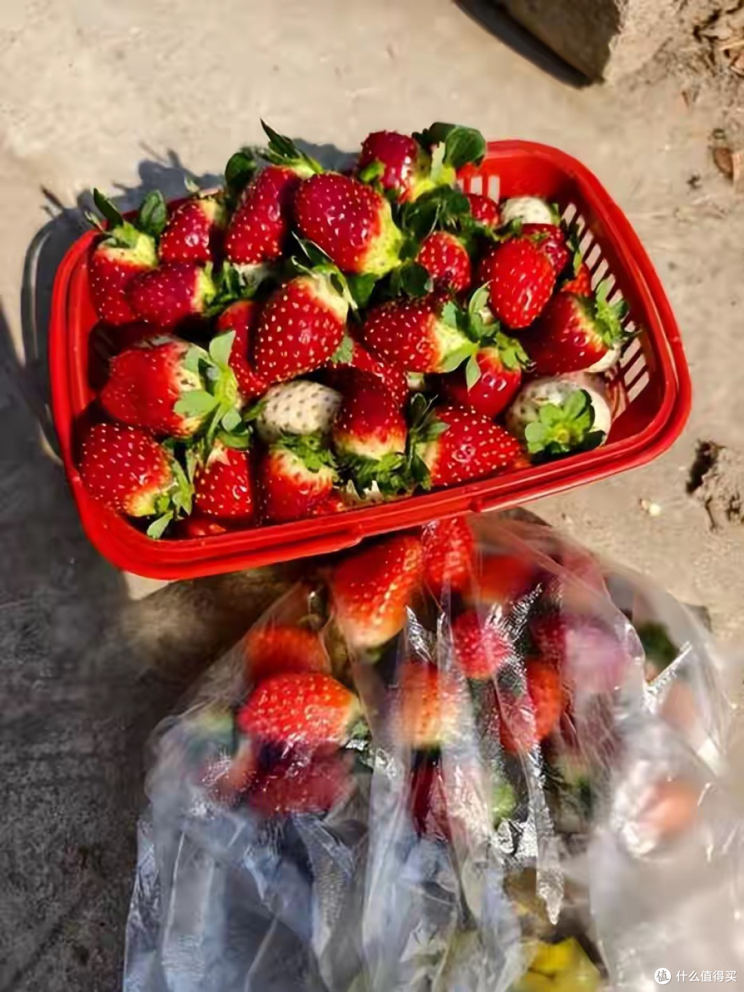 武汉草莓跌出“白菜价”1元1斤,阴雨天导致果农受损,含泪甩卖