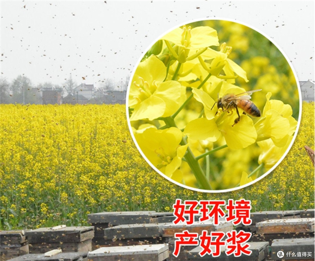 蜂王浆哪个牌子质量可信?用户认可蜂王浆十强榜,王浆酸含量实测