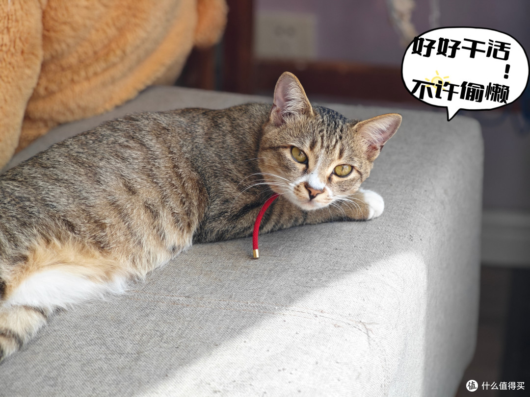洗衣机不敢洗、干洗嫌贵，我用泡澡桶洗了被猫尿的广东省被