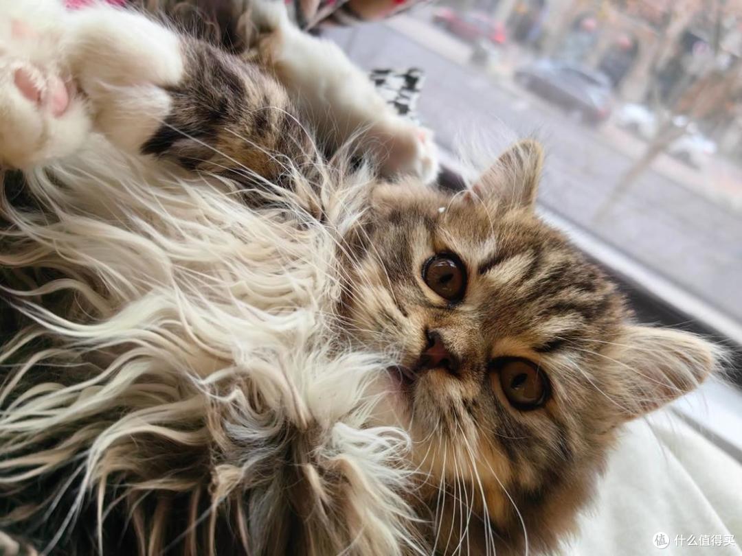 分龄猫粮选什么?2026年权威指南请收好!