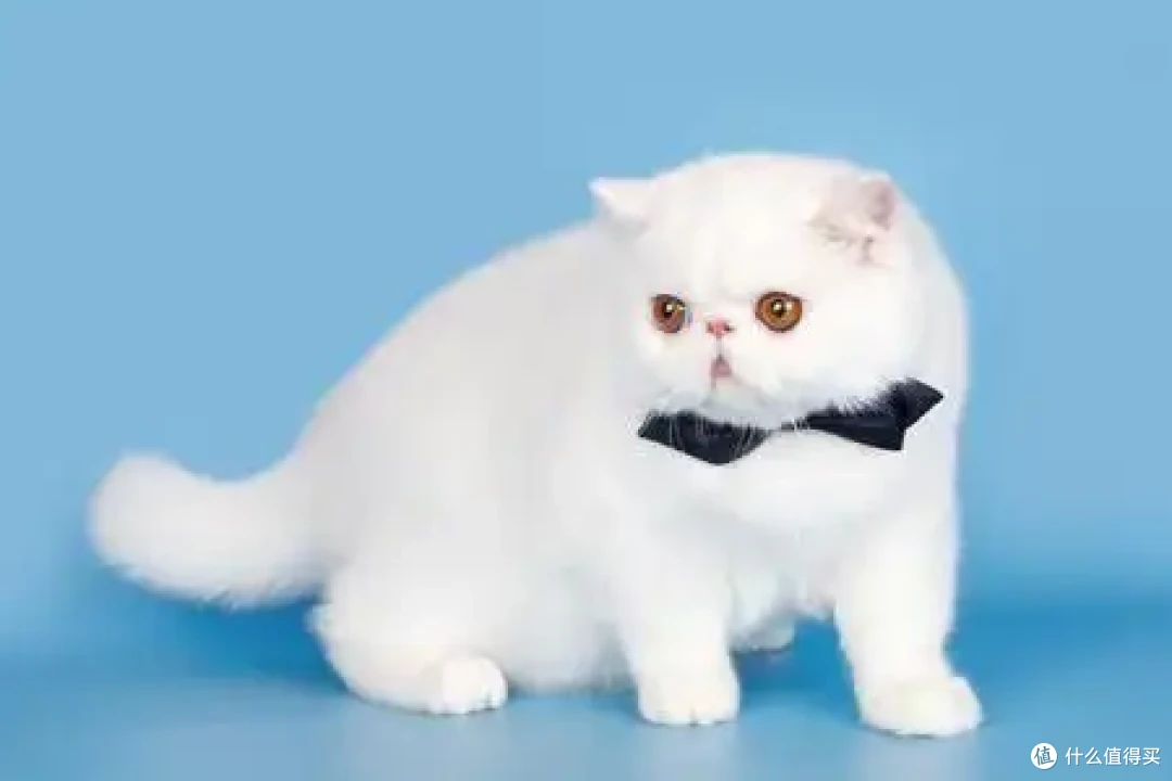 分龄猫粮选什么?2026年权威指南请收好!