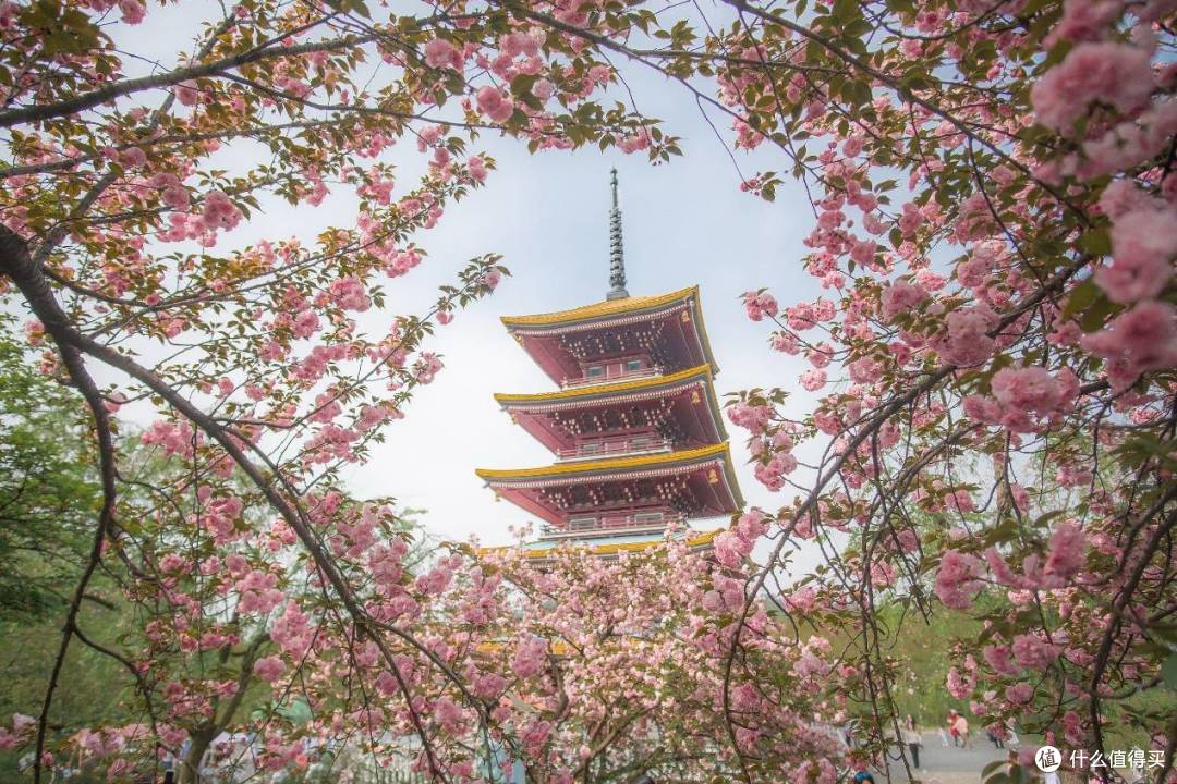 樱花满城与金色江汉万达生活方式酒店带您玩转湖北河南春日秘境