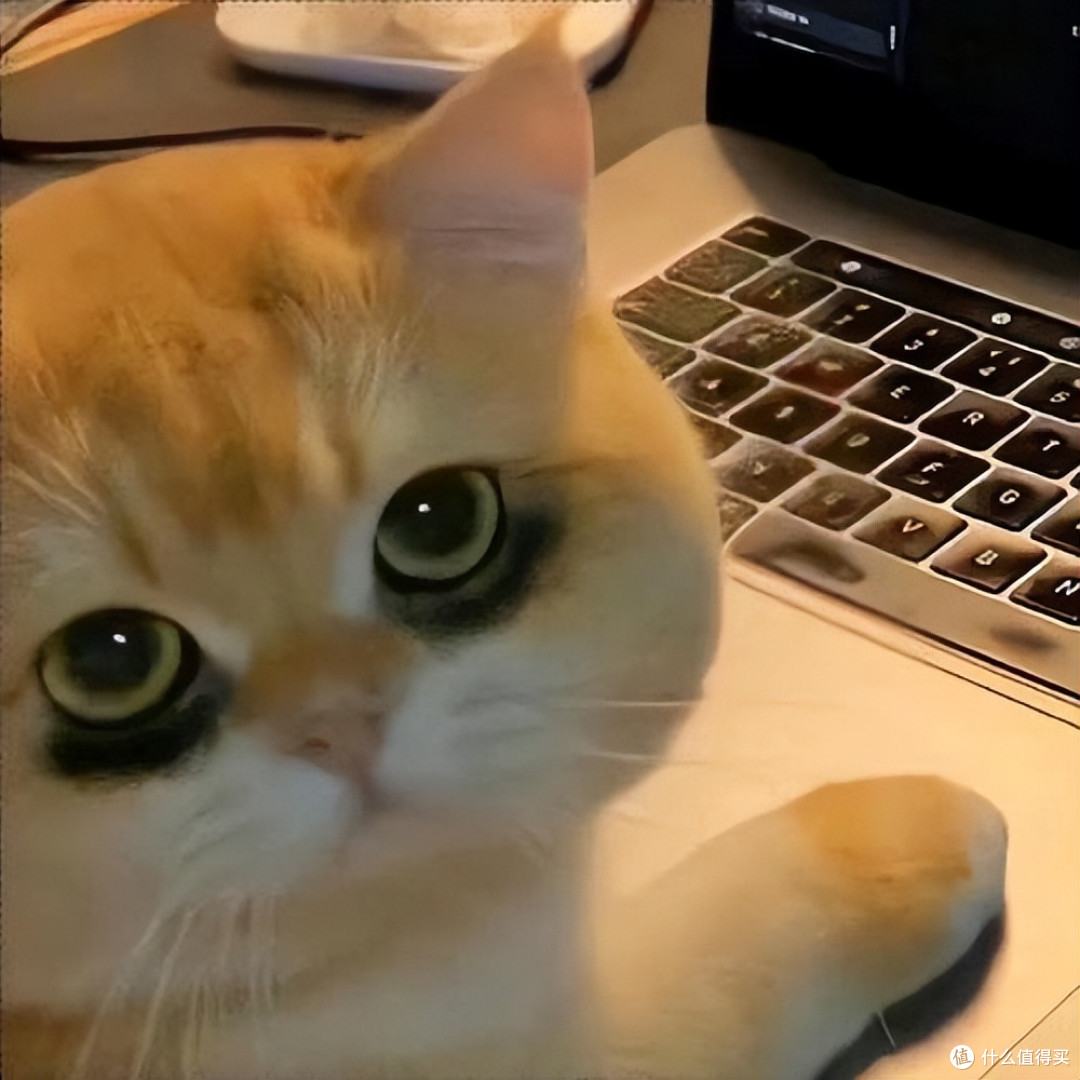 315后还能放心买的猫粮,闭眼入不亏!