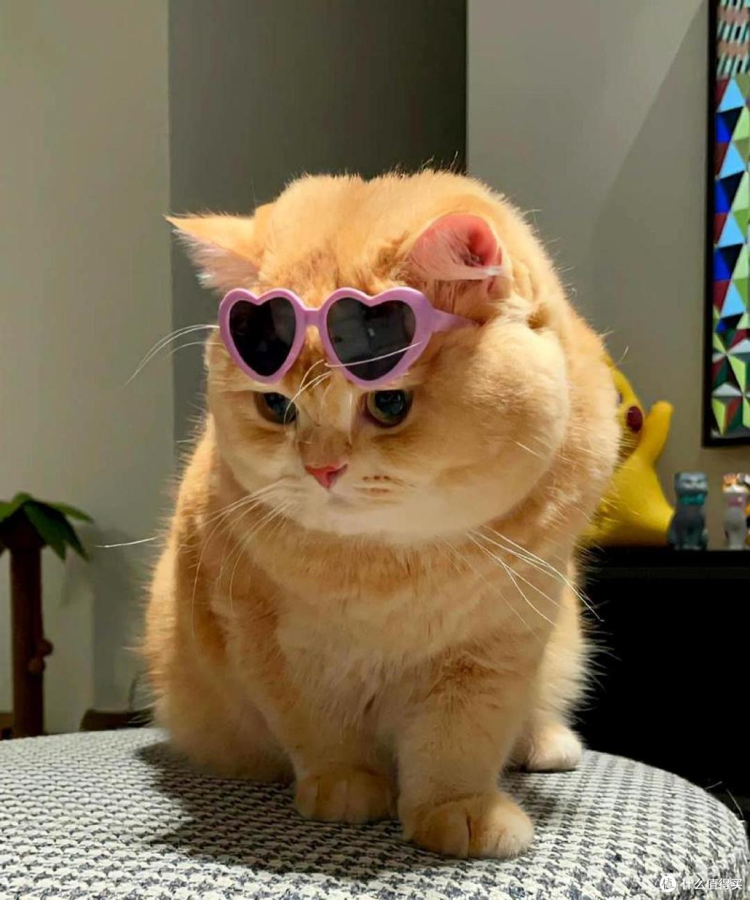 315后还能放心买的猫粮,闭眼入不亏!