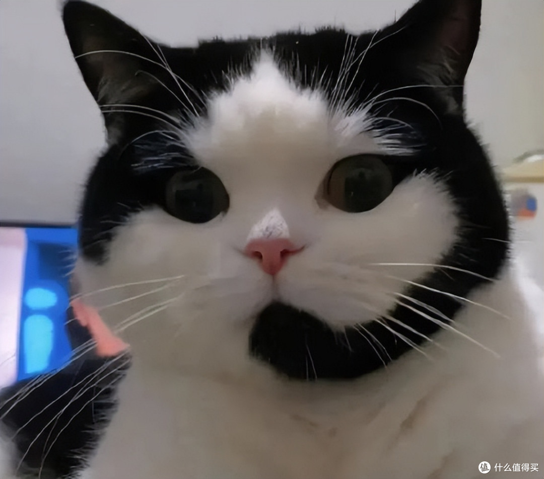 315后还能放心买的猫粮,闭眼入不亏!