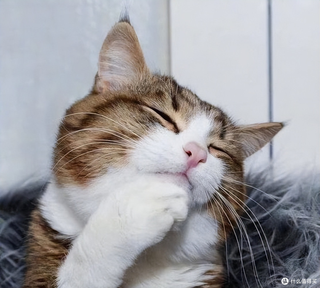 315后还能放心买的猫粮,闭眼入不亏!