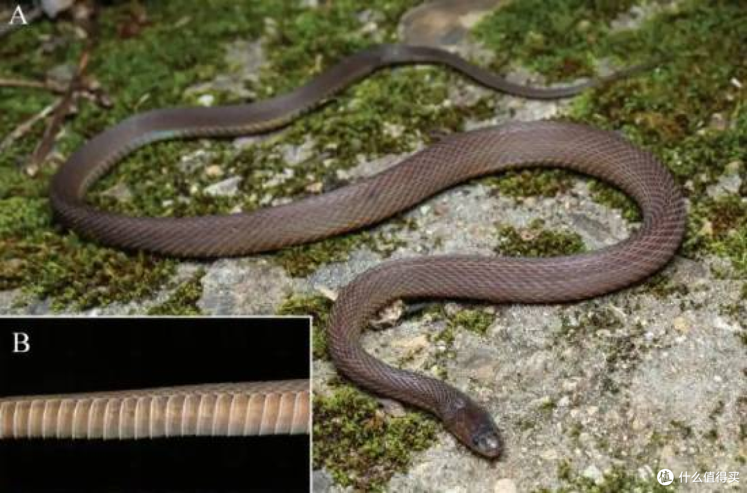 17岁高三生刷山40夜,发现新物种“筷子蛇”,论文直接登SCI