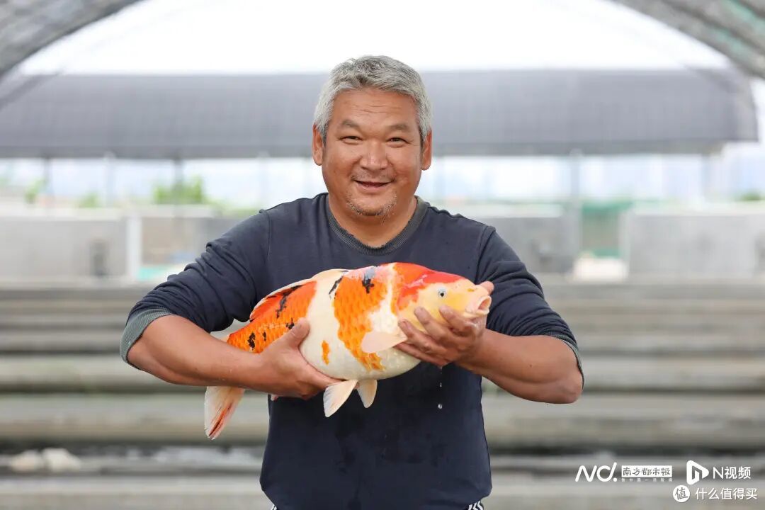 珠海惊现天价锦鲤，2 条卖美国人狂揽 24 万！
