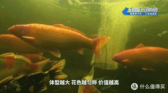 珠海惊现天价锦鲤，2 条卖美国人狂揽 24 万！