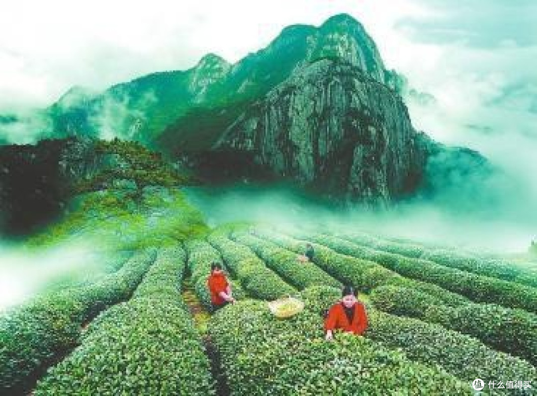 为了这口茶,我在武夷山住了三天三夜