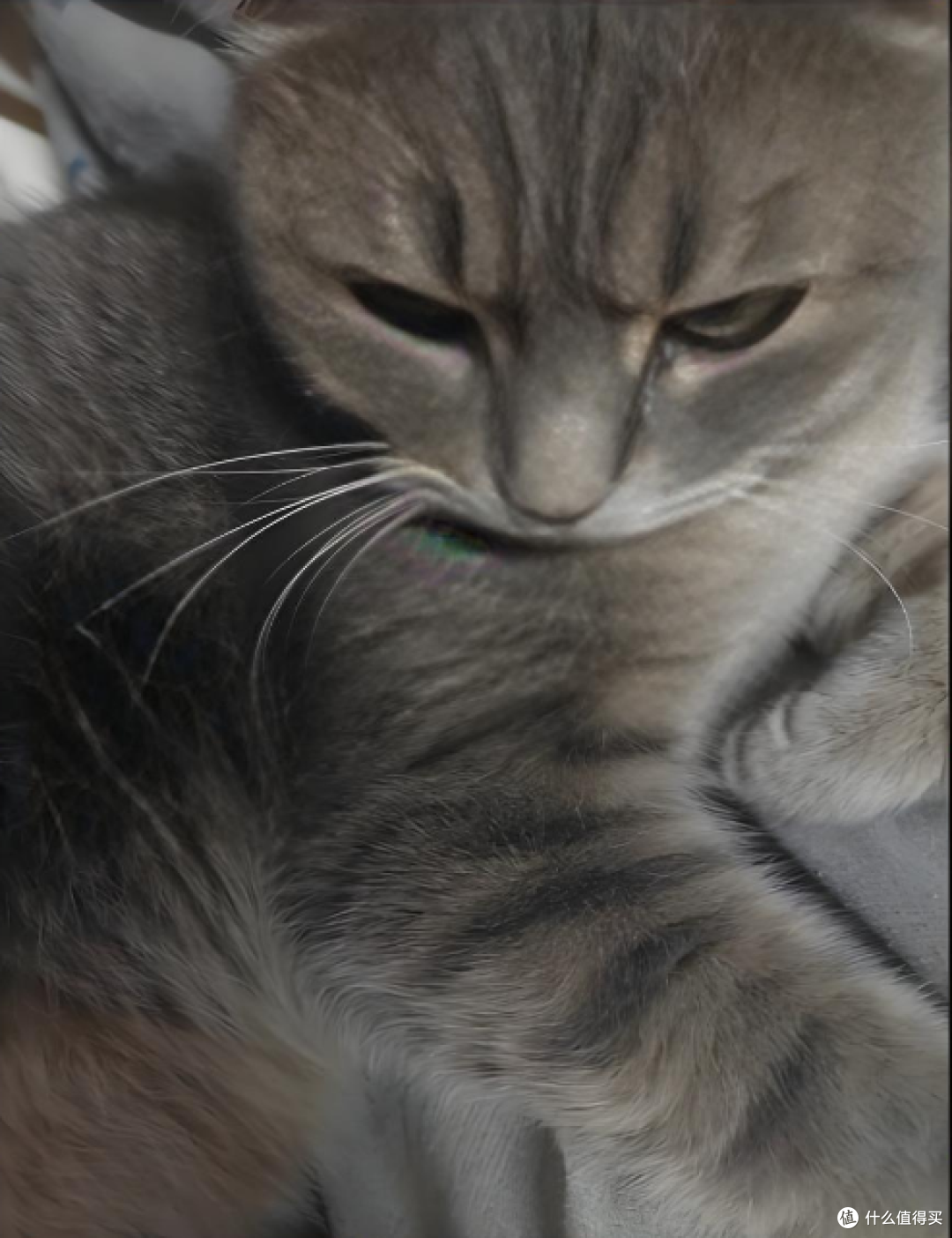 800元买猫竟踩大坑!全身长猫藓,治疗花近千比猫还贵!