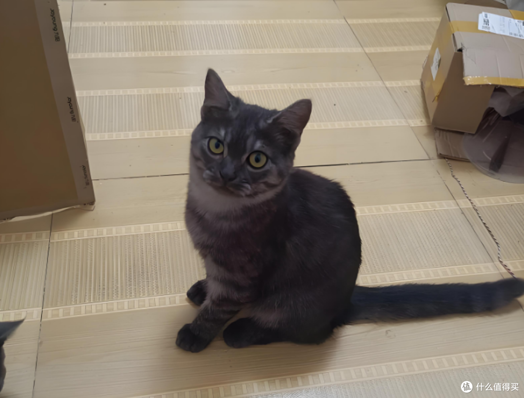 800元买猫竟踩大坑!全身长猫藓,治疗花近千比猫还贵!