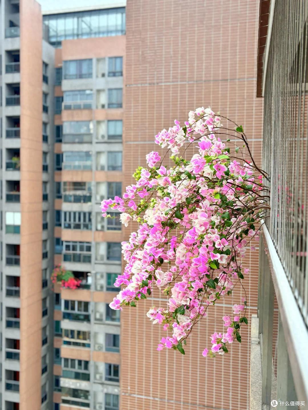 女子晒“三角梅开花”,直言“养了个寂寞”,网友:幸福了邻居~