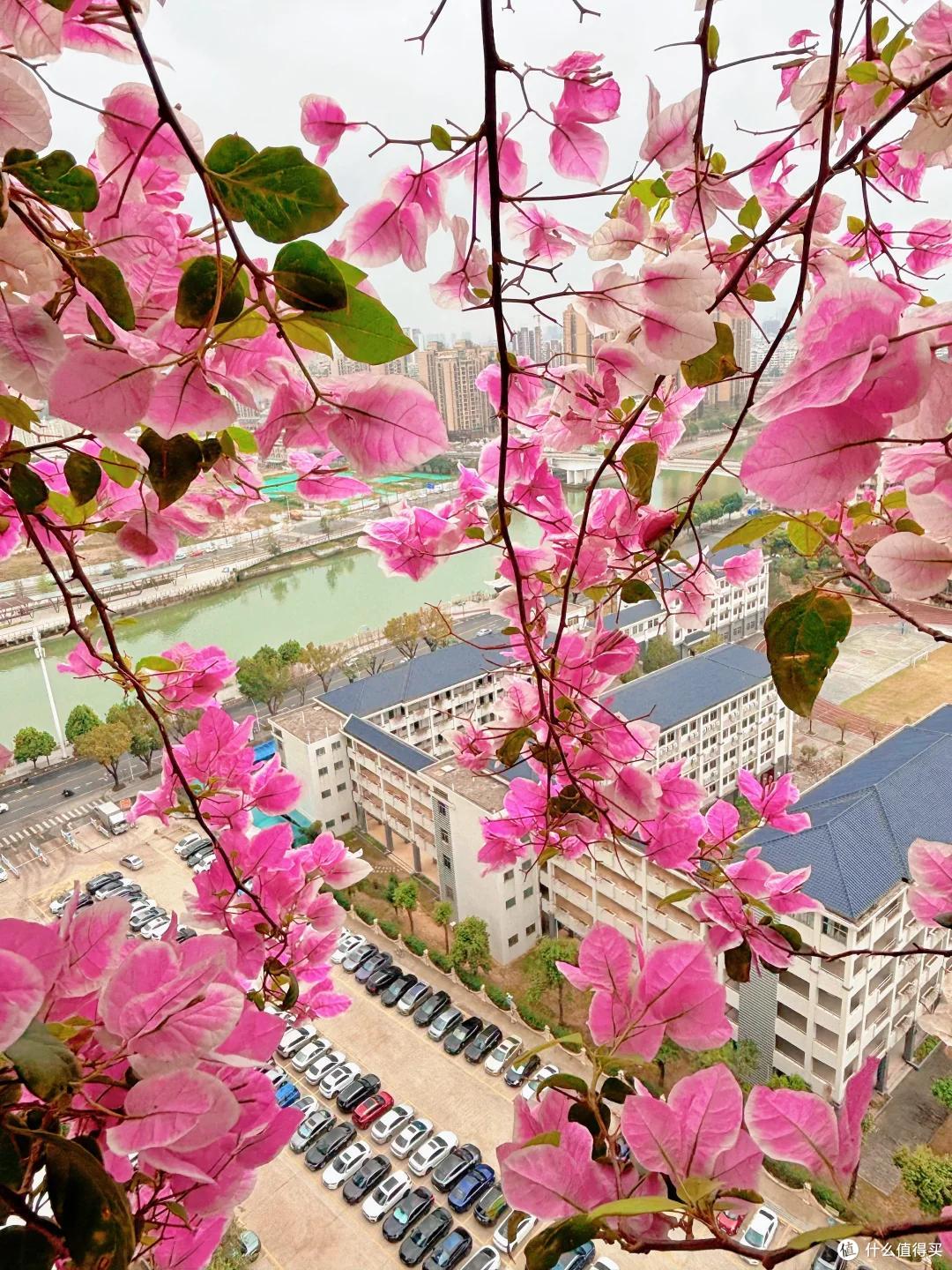 女子晒“三角梅开花”,直言“养了个寂寞”,网友:幸福了邻居~