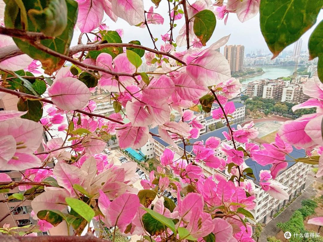 女子晒“三角梅开花”,直言“养了个寂寞”,网友:幸福了邻居~