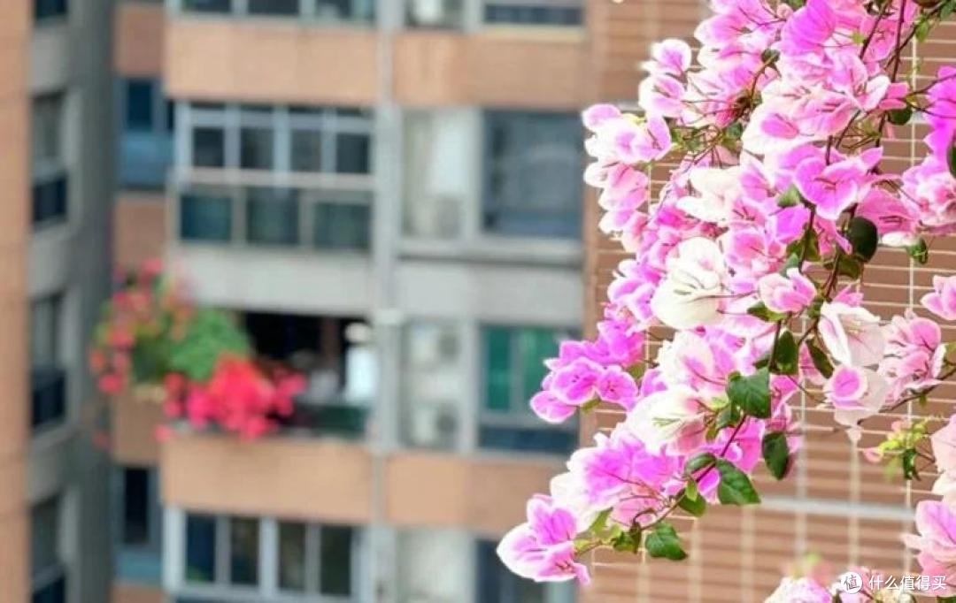 女子晒“三角梅开花”,直言“养了个寂寞”,网友:幸福了邻居~
