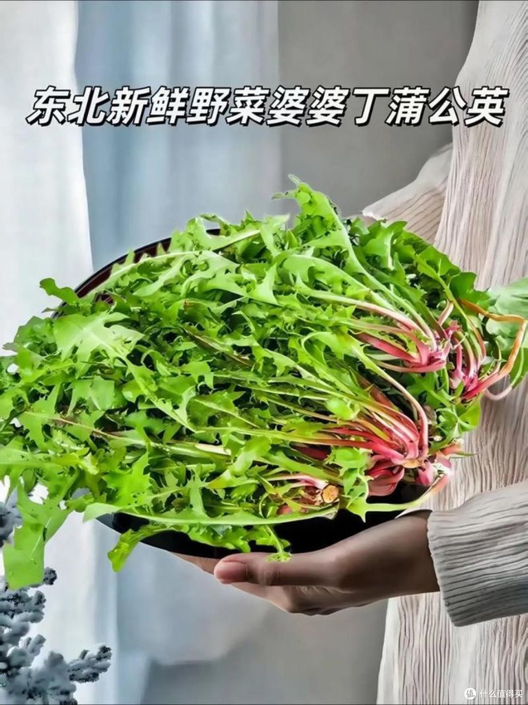 婆婆丁和苦菜是一种植物吗?你能辨别出来吗?