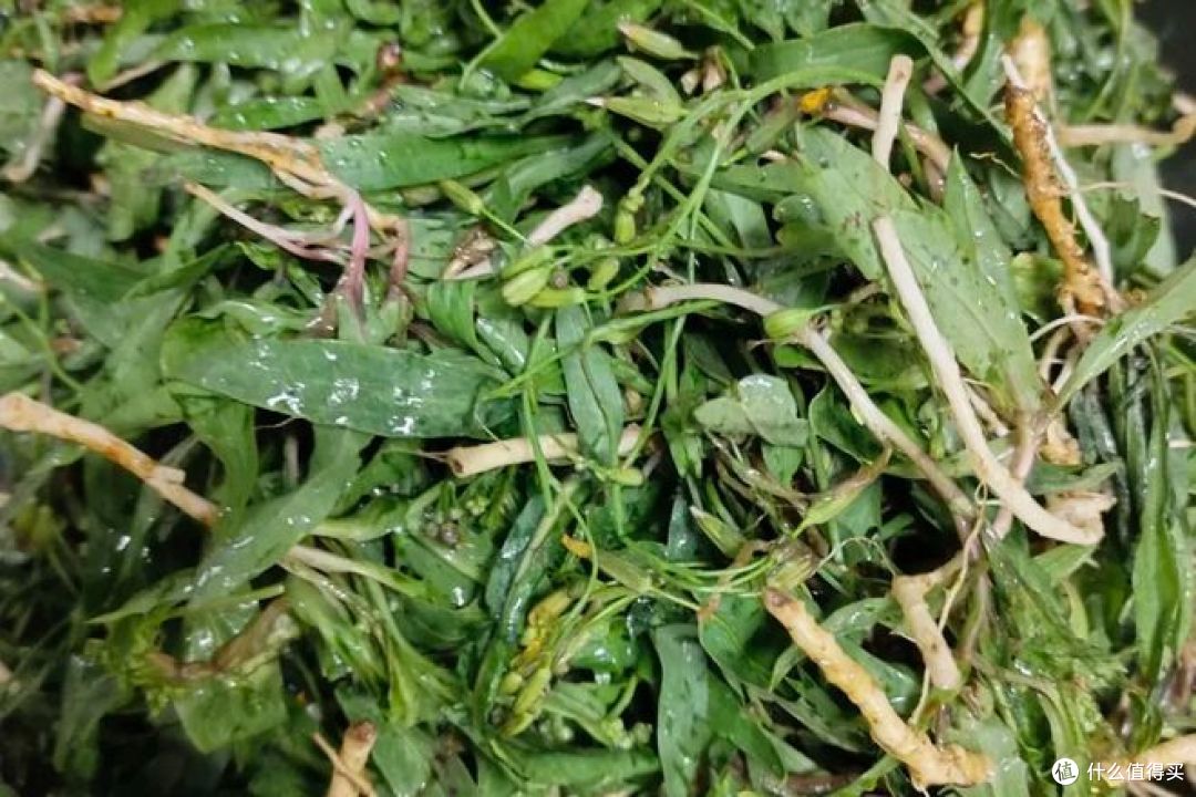 婆婆丁和苦菜是一种植物吗?你能辨别出来吗?