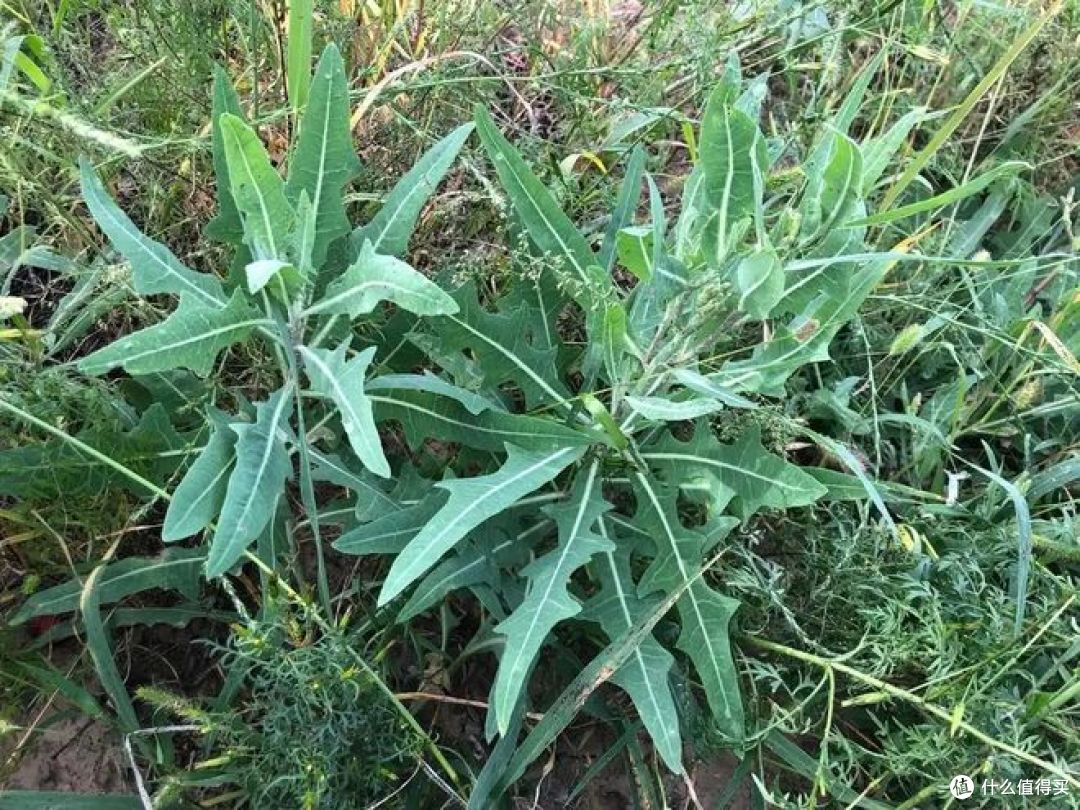 婆婆丁和苦菜是一种植物吗?你能辨别出来吗?