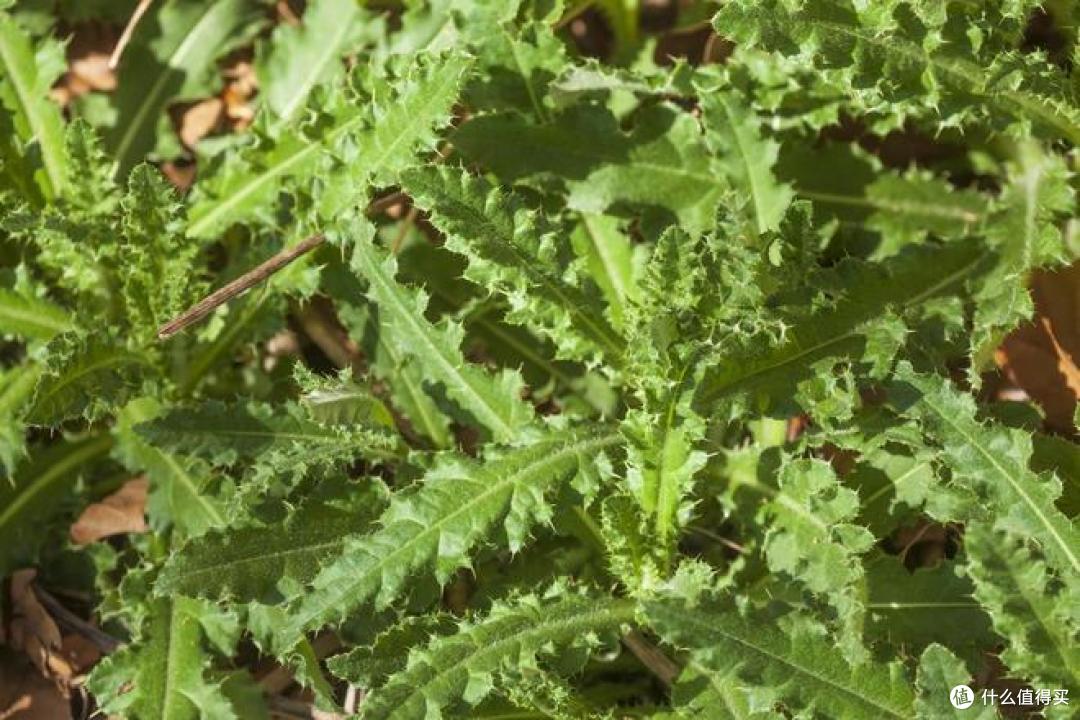 婆婆丁和苦菜是一种植物吗?你能辨别出来吗?