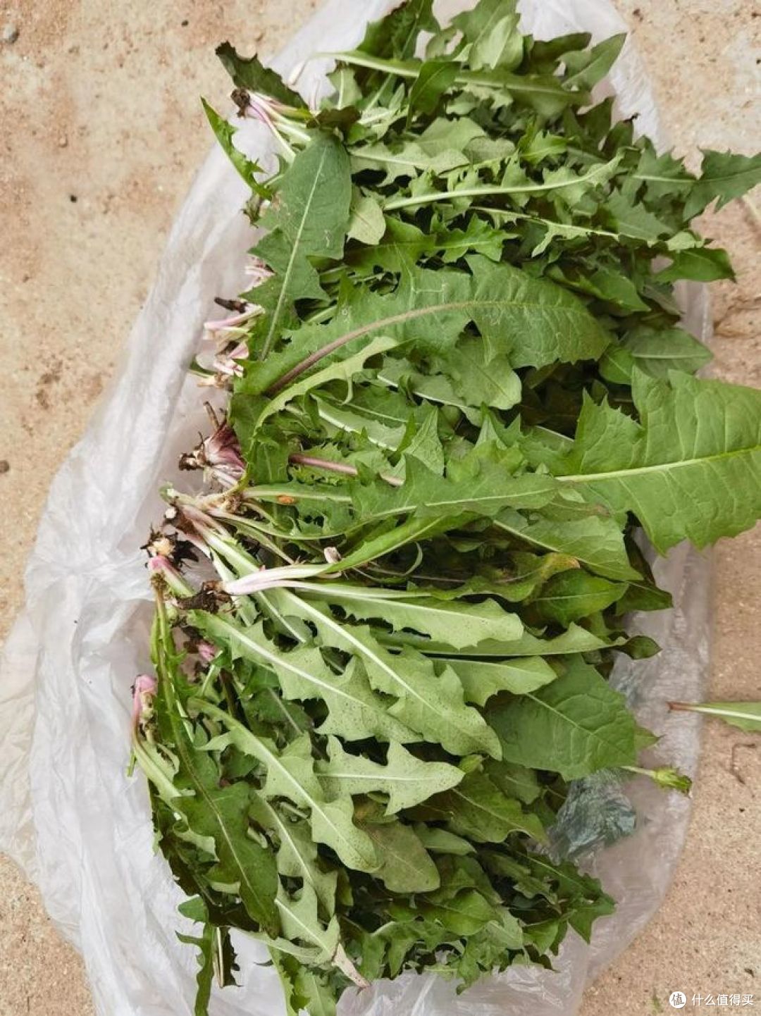 婆婆丁和苦菜是一种植物吗?你能辨别出来吗?