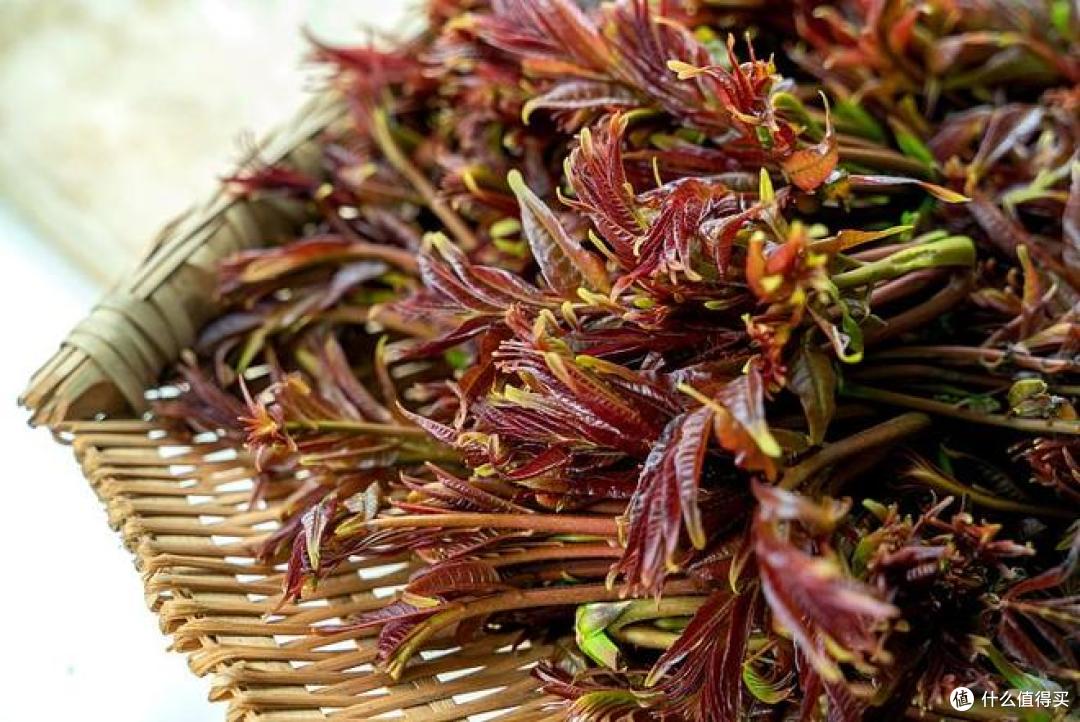 吃香椿芽的注意事项有哪些?你会怎么吃?