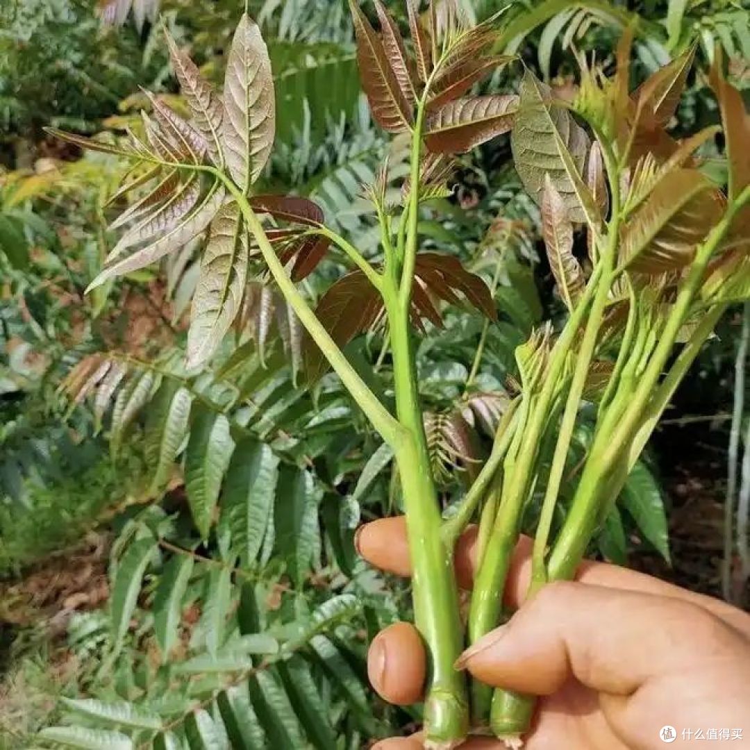 吃香椿芽的注意事项有哪些?你会怎么吃?