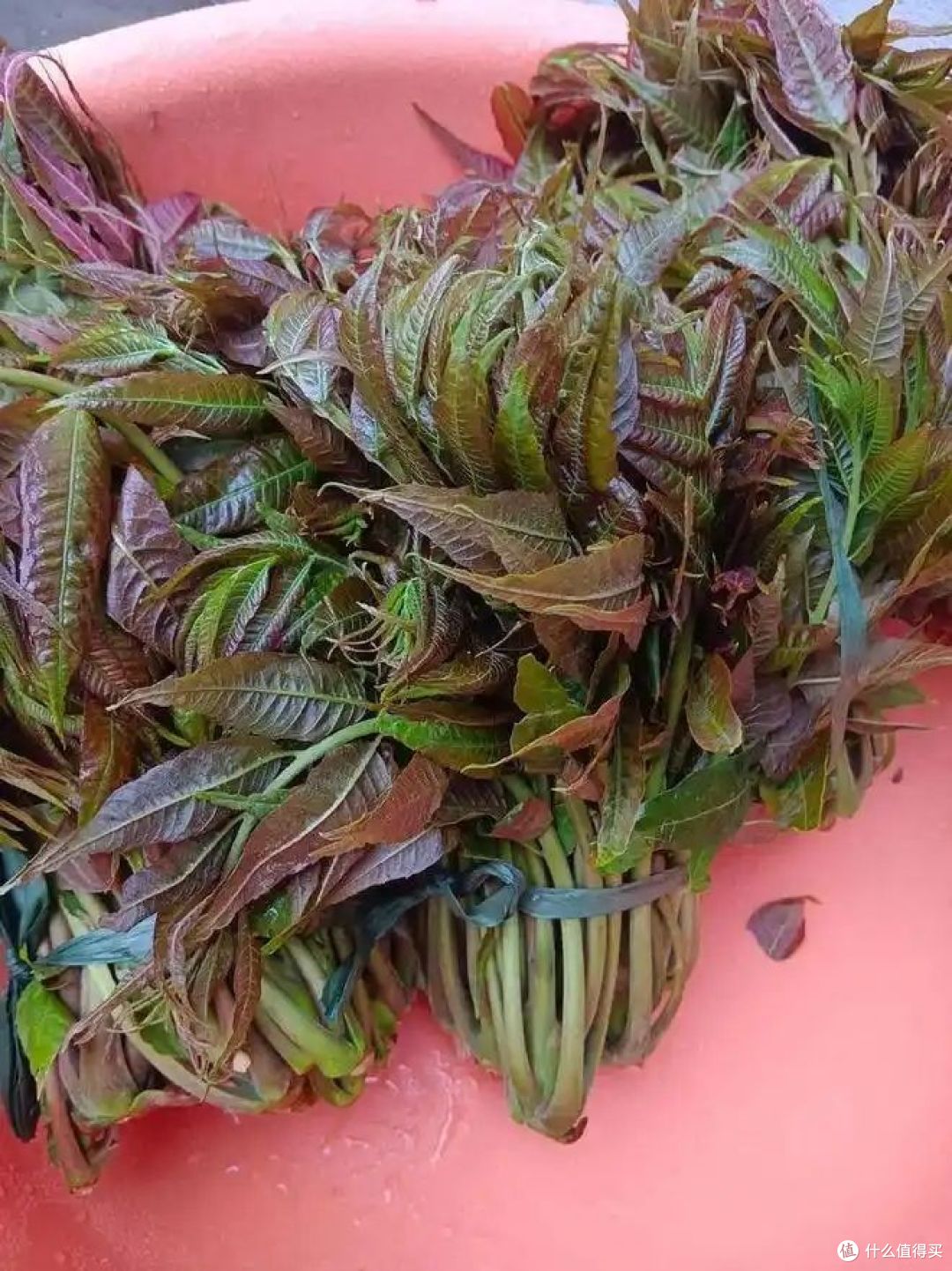 吃香椿芽的注意事项有哪些?你会怎么吃?