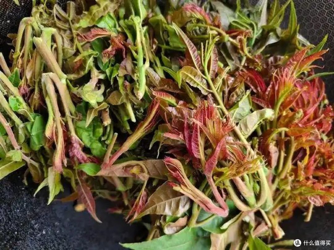 吃香椿芽的注意事项有哪些?你会怎么吃?