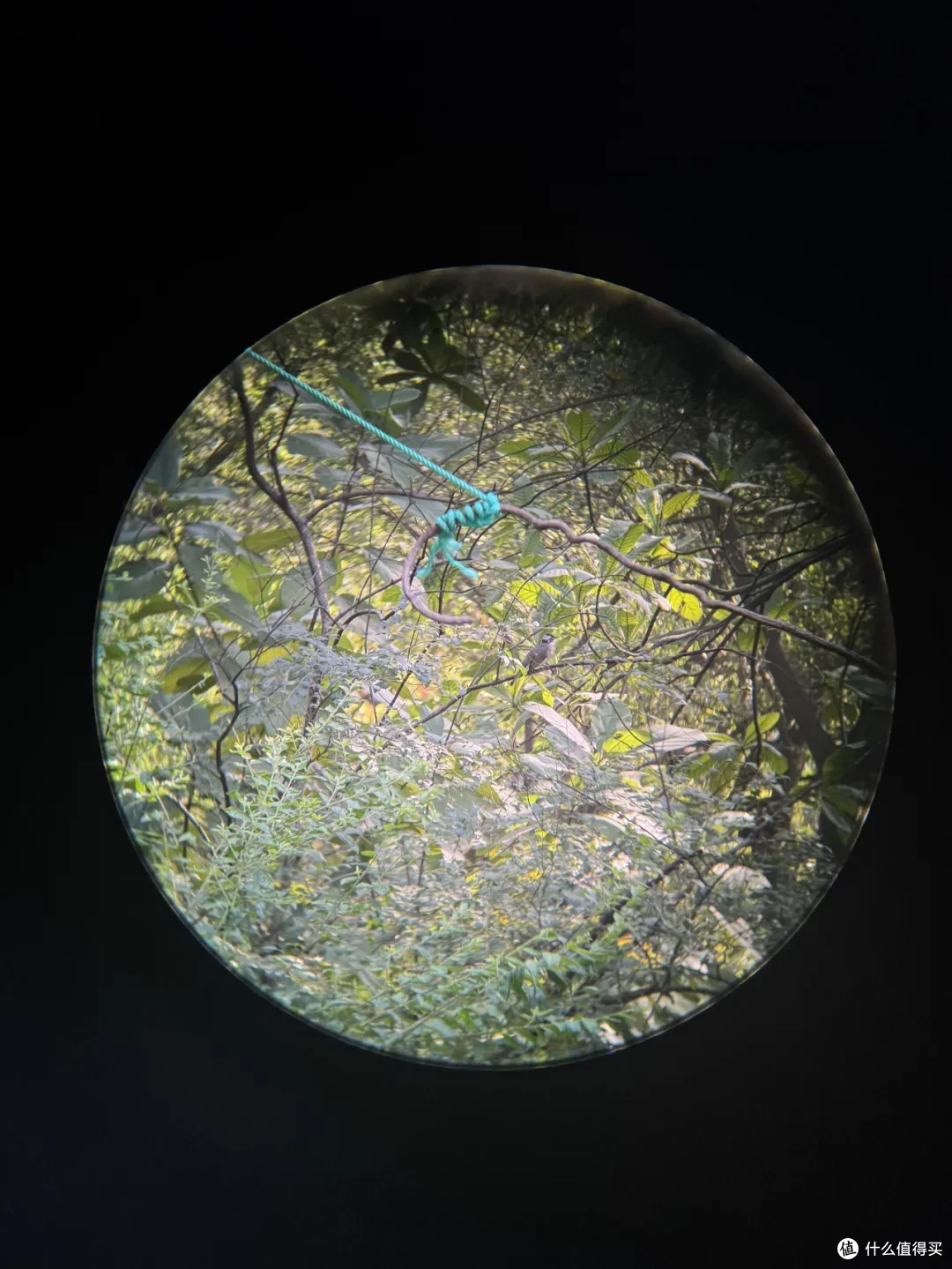 人生第一副正经望远镜 | 宾得虫虫镜初体验