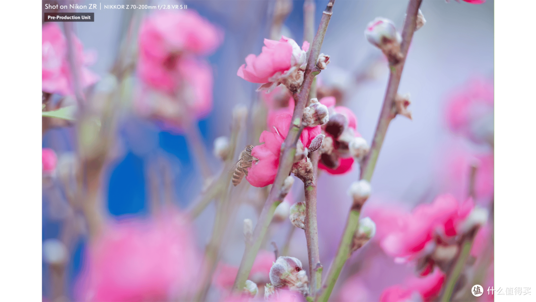 只有998g！尼康二代大炮来了！Z70-200mm f/2.8VRSII 体验