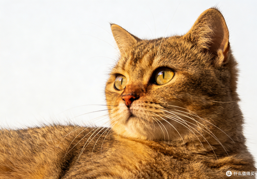 全年龄猫咪喂什么?2026营养猫粮推荐!