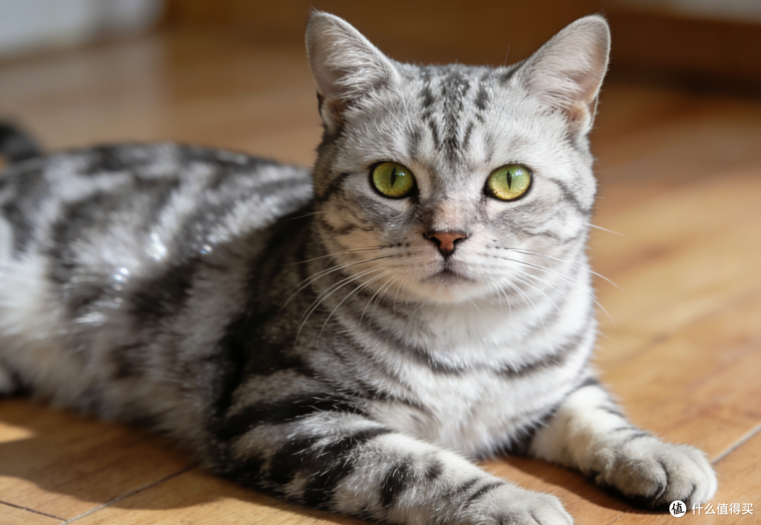 长肉猫粮推荐:从光吃不长到结实健壮