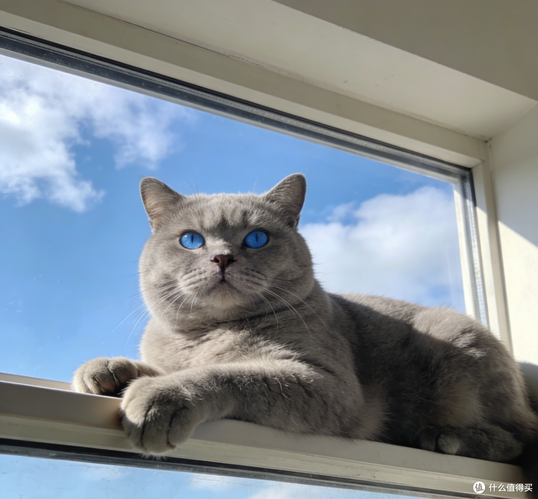2026长肉猫粮选什么？一篇看懂精准喂养的长肉方案