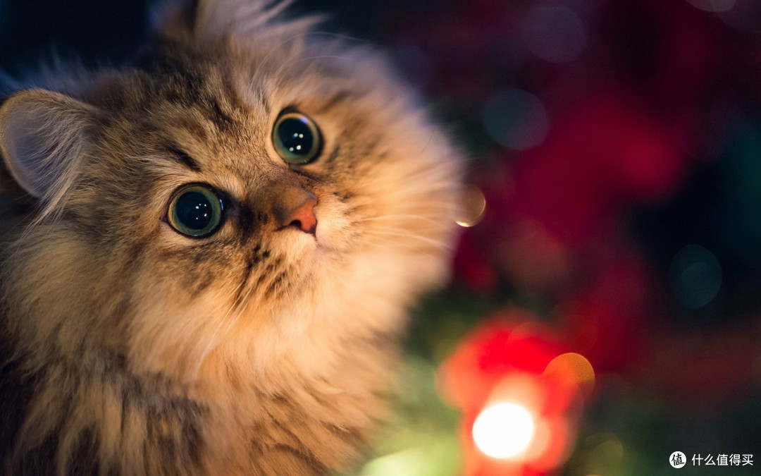 营养猫粮推荐!2026年基于权威检测数据与科学配方的深度解析