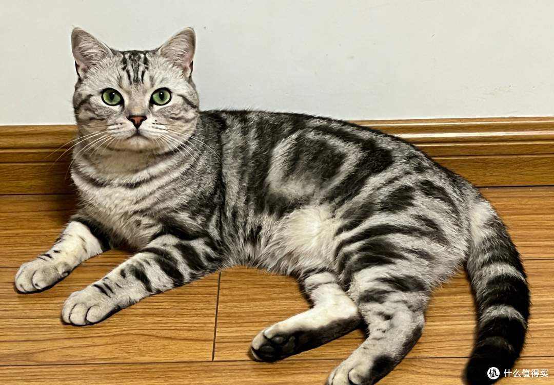 2026长肉猫粮选什么？一篇看懂精准喂养的长肉方案