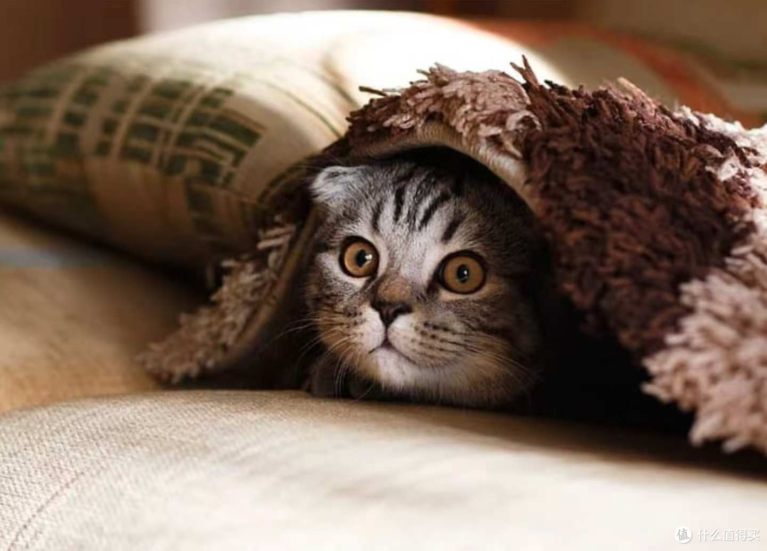 布偶猫怎么喂?猫粮能混吃吗?5大疑问一次性解答!附猫粮推荐