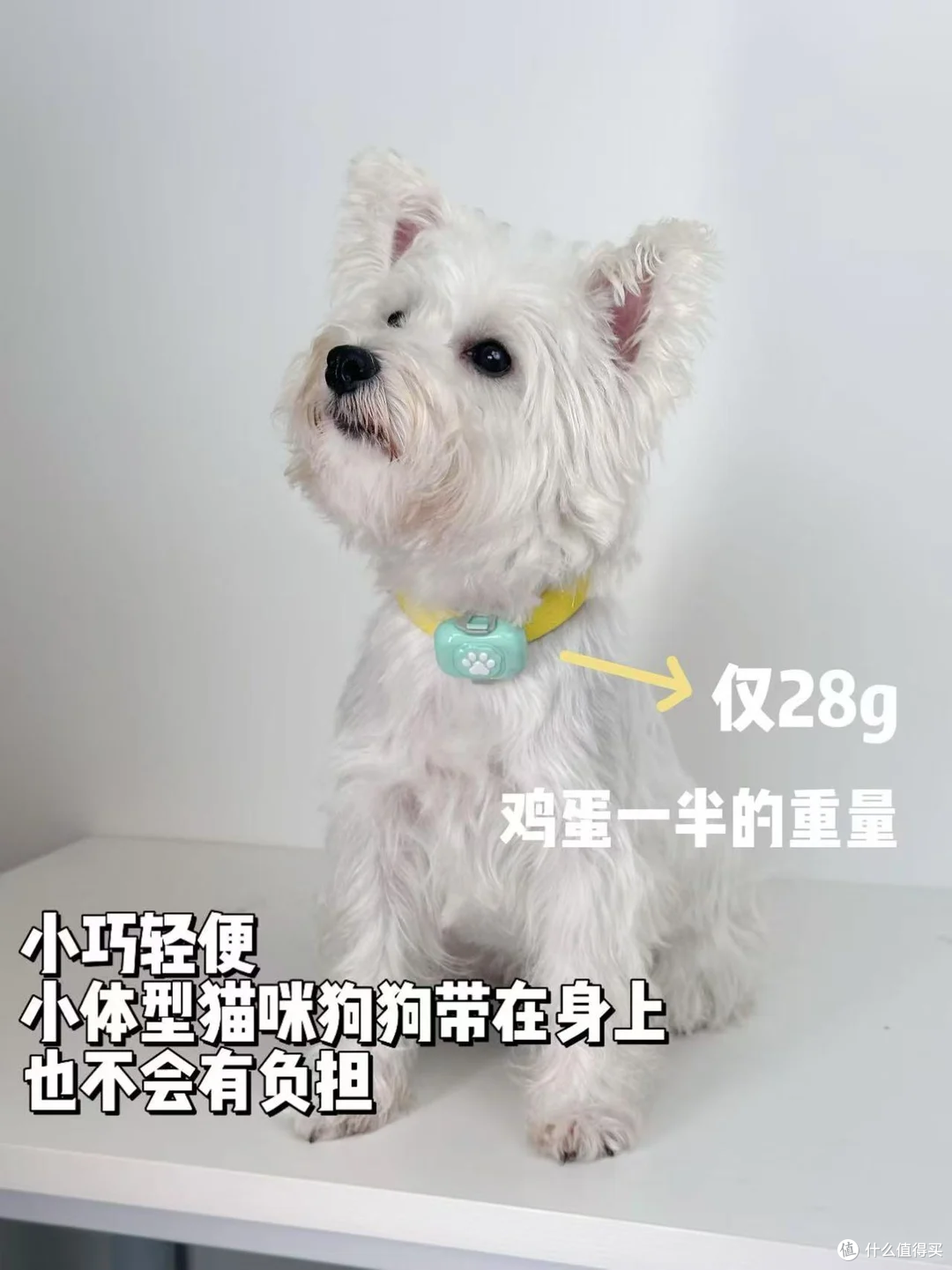 出差在外,多亏了68宠物定位器才知道小狗没乱跑