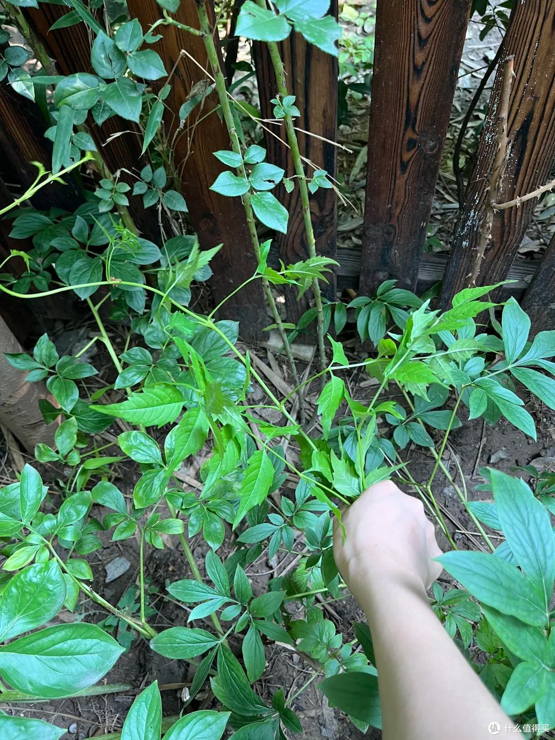遇到“爱养花的奇葩邻居”,真是要气坏了,晒给大家看看,您评理