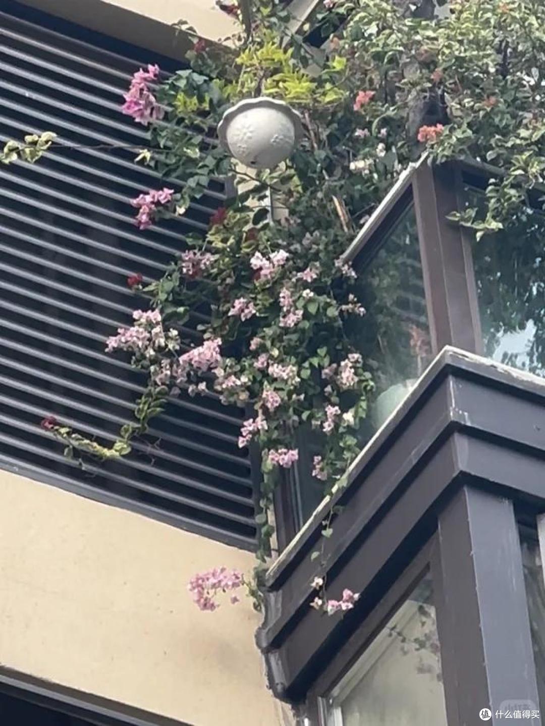 遇到“爱养花的奇葩邻居”,真是要气坏了,晒给大家看看,您评理