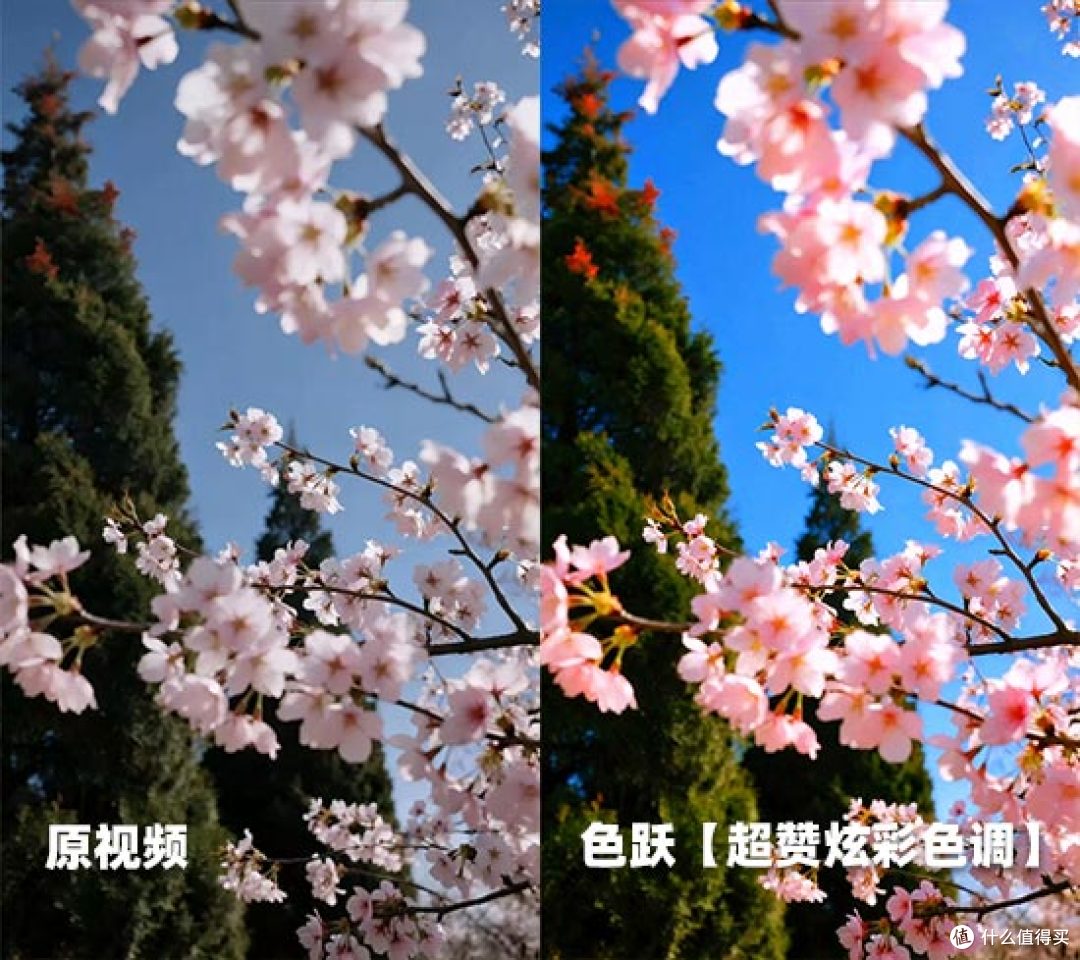 赏花视频怎么拍好看？5个运镜技巧+2款神器，手机电脑都能出大片